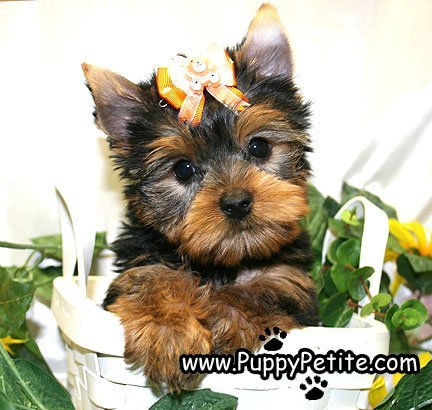 Micro yorkies Puppies for sale
