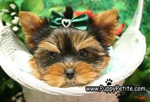 Yorkies Puppies for sale nyc