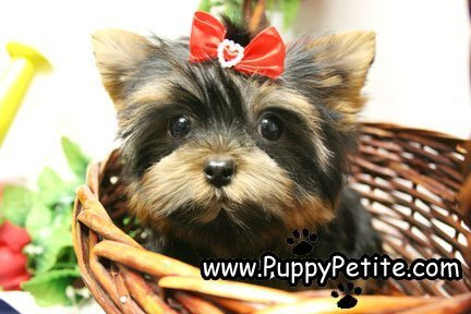 Yorkie Puppies for sale New York