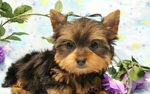 Yorkie Puppies for sale New Jersey