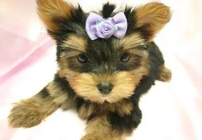 Yorkie Puppies for sale Brooklyn New York