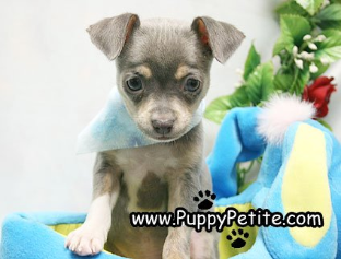 Chihuahua terrier for sale