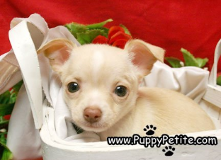 Teacup Chihuahua for sale