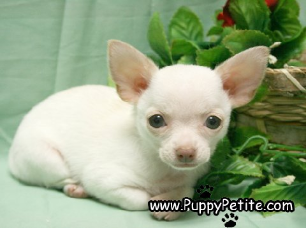 Teacup Chihuahua Puppies