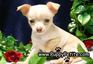 Teacup Chihuahua Puppies for Sale