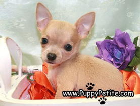 Chihuahua Puppies for Sale Brooklyn