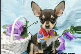 Chihuahua Puppes in New Jersey
