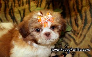 Shih tzu puppies for sale in Brooklyn New York