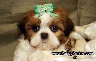 Shihtzu puppies for sale in New Jersey