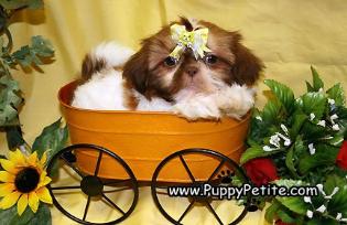 Shihtzu puppies for sale in Westchester
