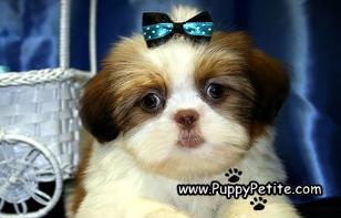 Shihtzu puppies for sale in Connecticut, CT