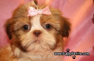 Teacup size Shih tzu puppies for sale