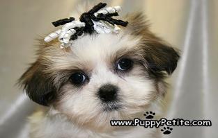 Adorable Shihtzu puppies for sale