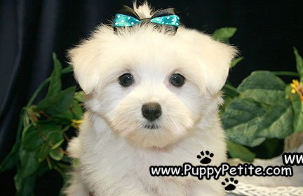 Maltese puppies for sale in Brooklyn New York