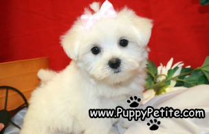 Maltese puppies for sale in New York city