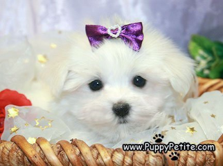 Maltese puppies for sale in New Jersey