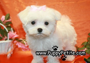 Maltese puppies for sale in Westchester