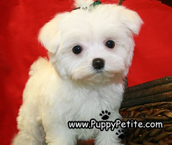 Maltese puppies for sale in Pennsylvania, PA