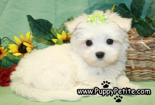 Maltese puppies for sale in Connecticut, CT