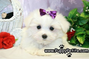 Teacup size Maltese puppies for sale