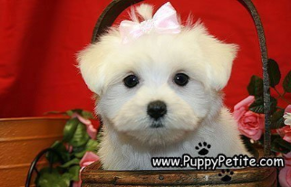 Maltese puppies for sale in queens New York