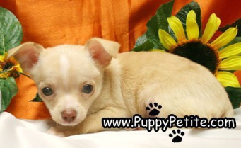 CHIHUAHUAS PUPPIES FOR SALE IN BROOKLYN