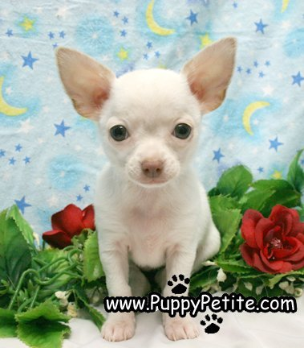 chihuahuas Teacup Puppies