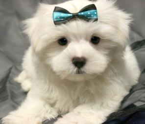 Maltese puppies for sale in NJ