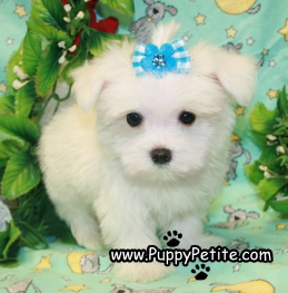 Maltese puppies for sale NY