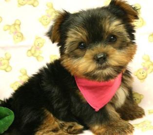 Yorkie Puppies for sale queens