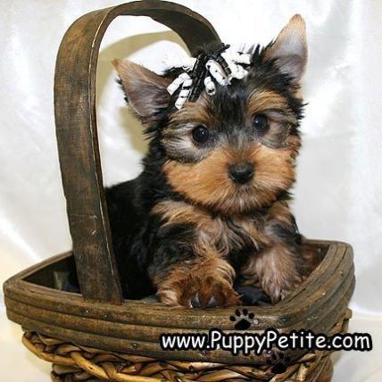 Yorkie Puppies for sale Staten Island