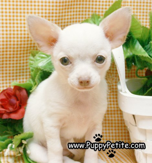 chihuahuas puppy for Sale