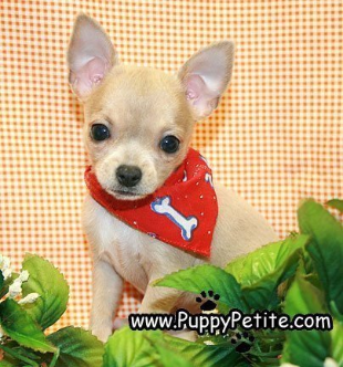 chihuahuas puppies for Sale