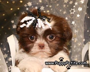 Shihtzu puppies for sale in queens New York