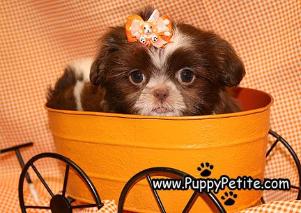 Shih tu puppies for sale in the Bronx