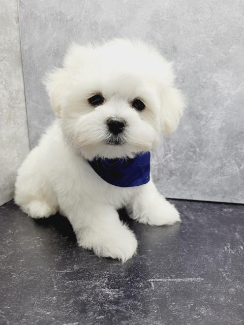 Maltese Puppies for Sale NYC
