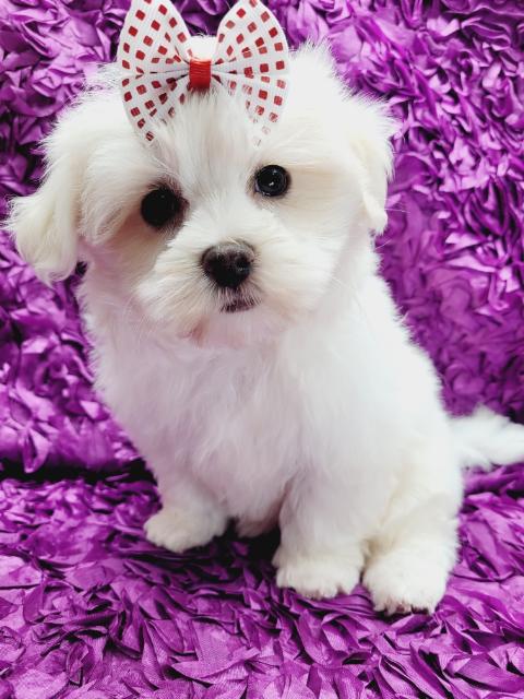 Maltese Puppies for Sale New Jersey
