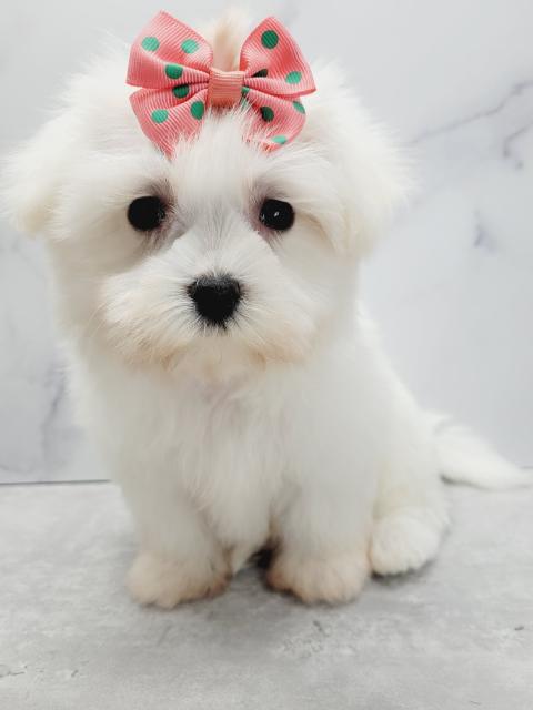 Maltese Puppies for Sale New York