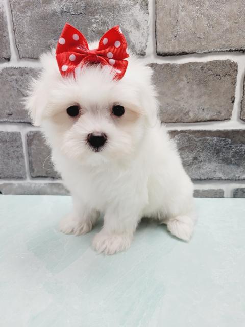 Maltese Puppies for Sale Brooklyn