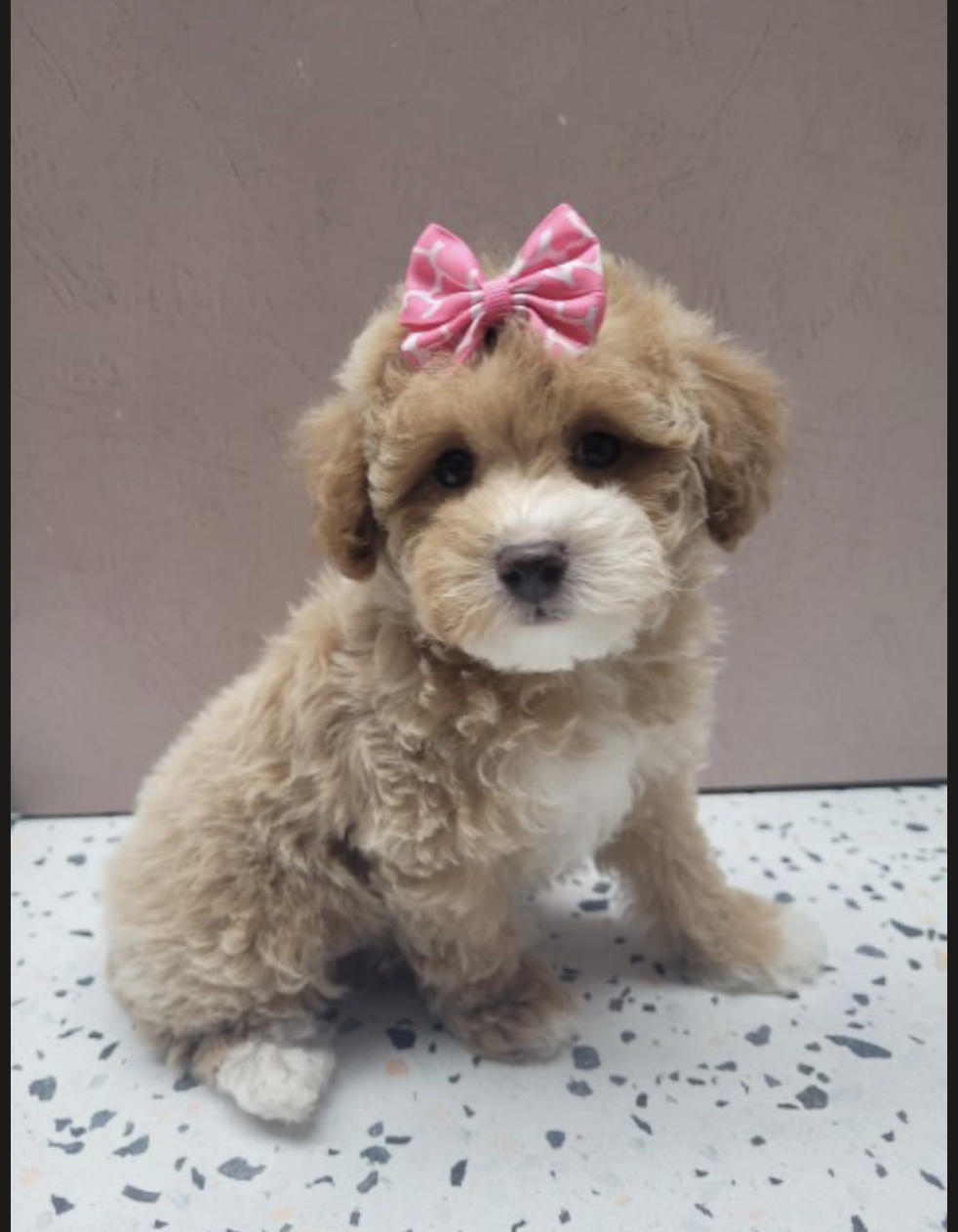 Poodle Puppies for sale