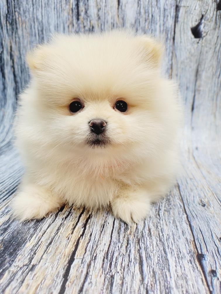 Pomeranians Puppies for Sale NYC