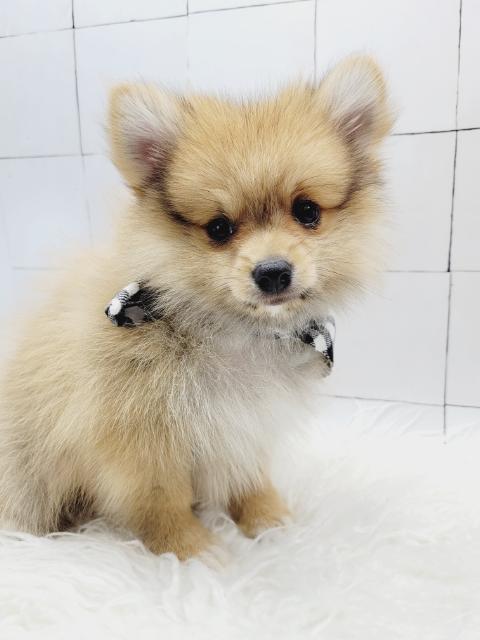Pomeranians Puppies for Sale New Jersey