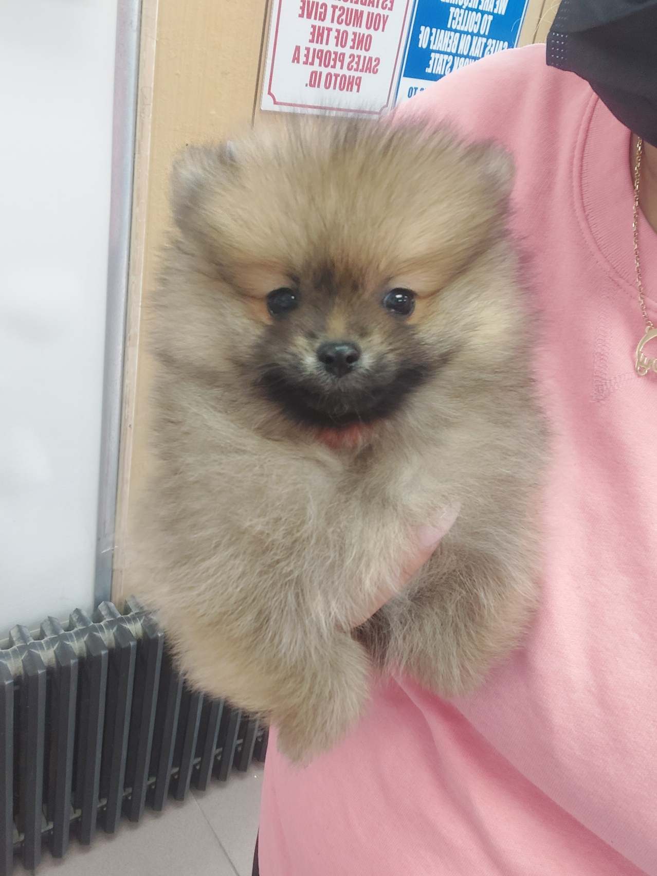 Pomeranians Puppies for Sale New York