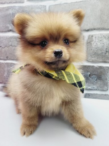 Pomeranians Puppies for Sale Brooklyn