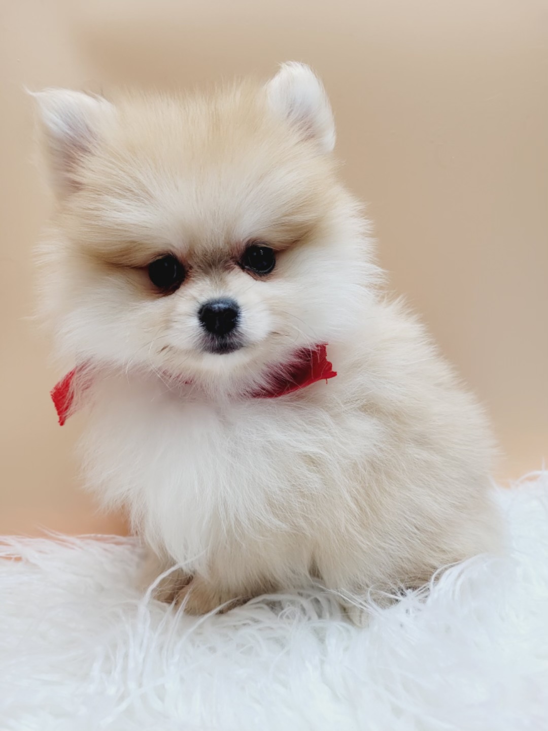 Micro Pomeranians Puppies for Sale