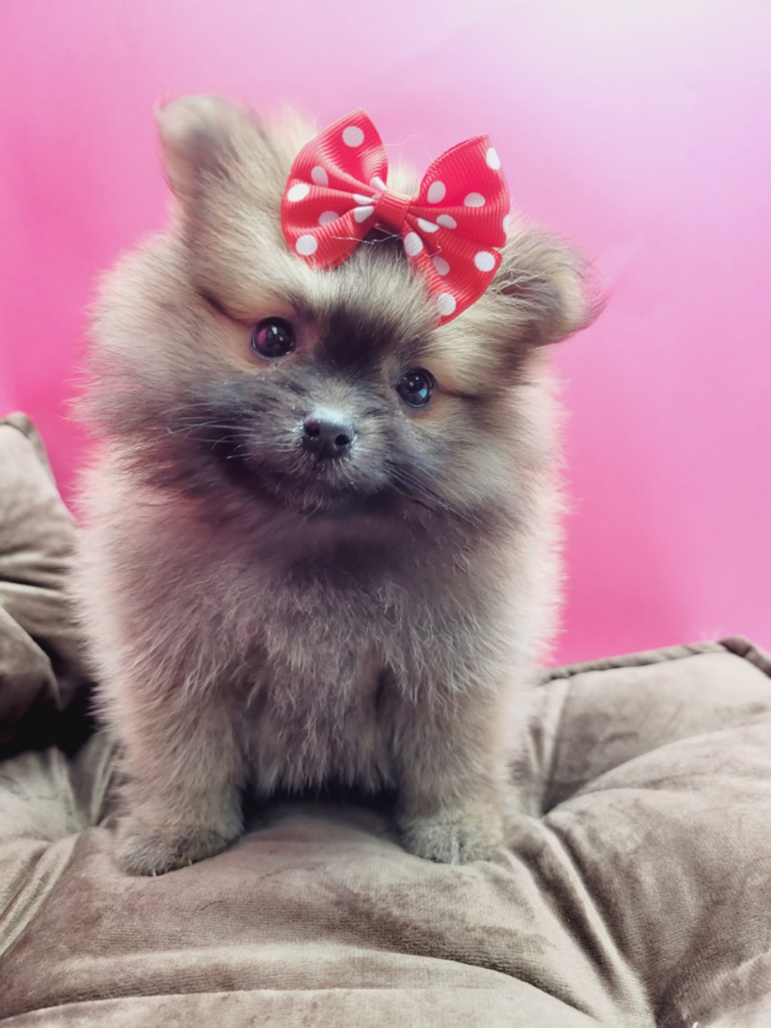 Pomeranians Terrier for Sale