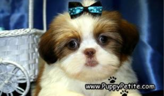 Shih Tzu Puppy