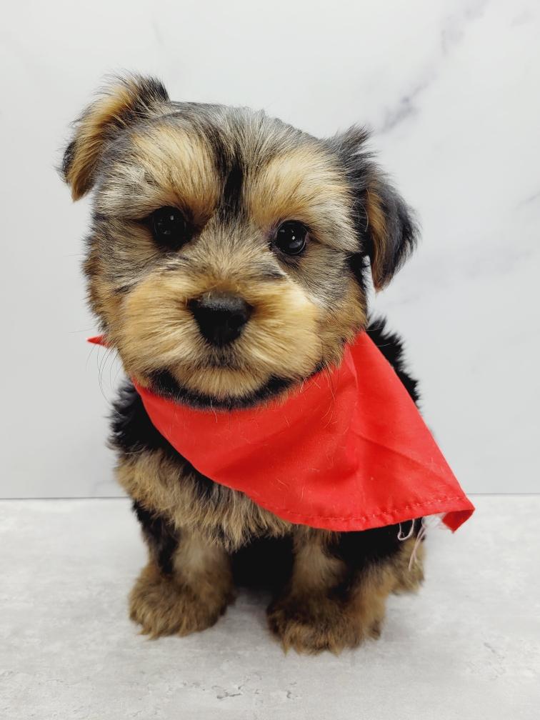 Yorkie Puppies for sale New York City