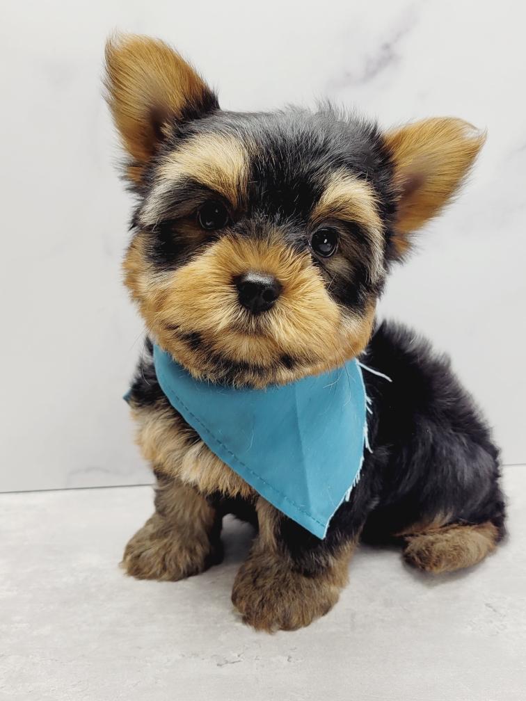 Yorkie Puppies for sale in New Jersey