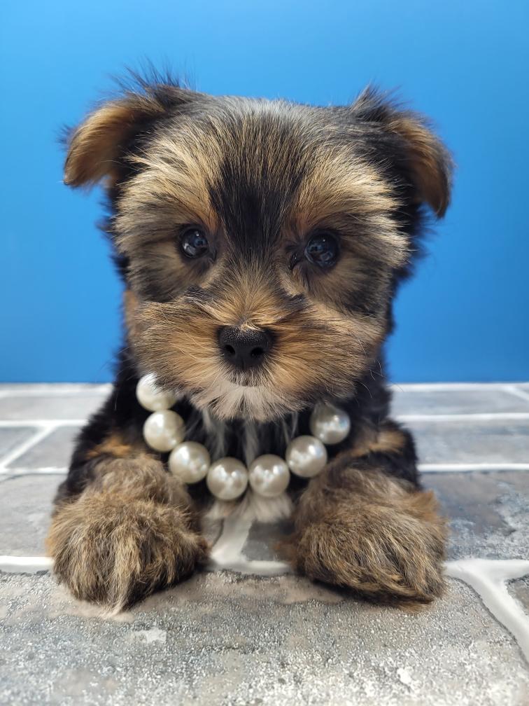 Yorkie Puppies for sale in NJ